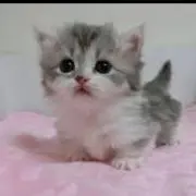 みるく