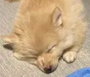 あずりんの画像