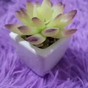 Reiの画像