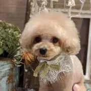 トイプーの画像
