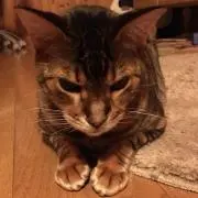 まねきねこ