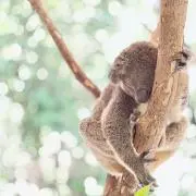 mi