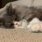 めめ
