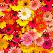Flowerの画像