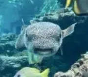 フルタイムの画像