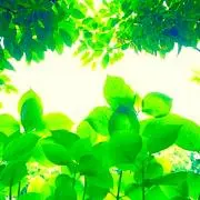 まむ