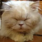 saya