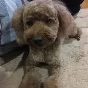 COCOの画像