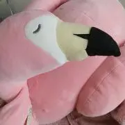 フラミンゴの画像