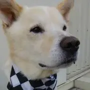 kenkenの画像
