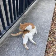 shの画像
