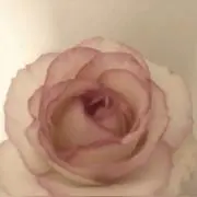 o.の画像