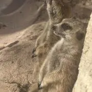 だいちゃん