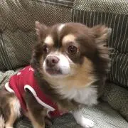 ごんたの画像