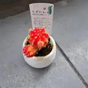 ピンクの画像
