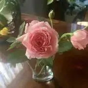 フランフランの画像