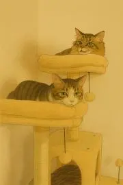 むぎっこの画像
