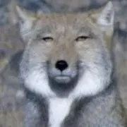 まめの画像
