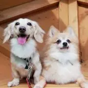 きなどんママ