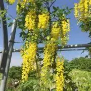 みーの画像