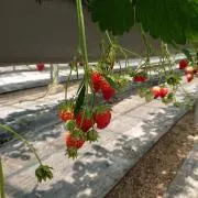 いちーごの画像