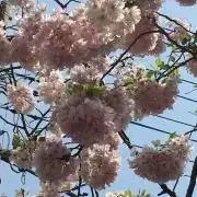m'sの画像