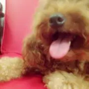 アドハートの画像