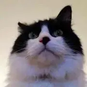 ひじりしん