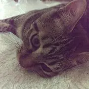 オププ