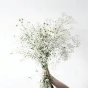 さくの画像