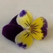 あや