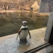 抹茶の画像