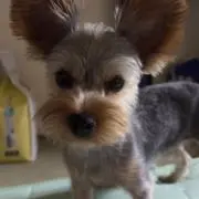 オキ