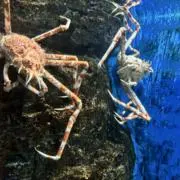 西方海鼠の画像