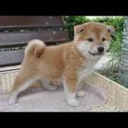 ポポブブ