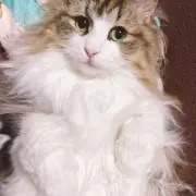 めんまの画像