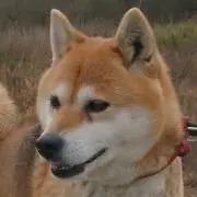ファンタ１６号の画像