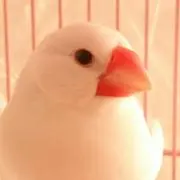 kakey