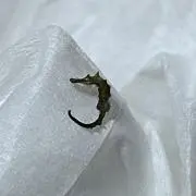 ピ