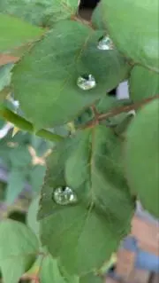 ぽぉの画像