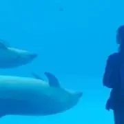 sの画像