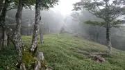 カナリアの画像