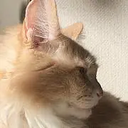 さくらの画像
