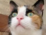 キャサリン