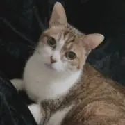 はるかの画像
