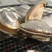 蛤蜆