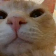 ちったみ