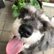 Hana