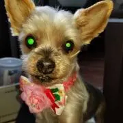 フーの画像