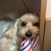 くるみの画像